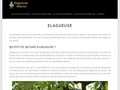 Meilleure élagueuse sur batterie