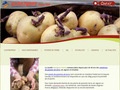 Garrigues Plants Pomme de Terre
