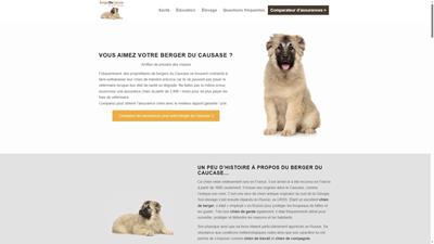 Berger du Caucase