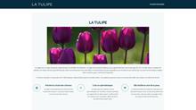 la tulipe