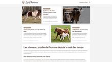 l'univers du cheval